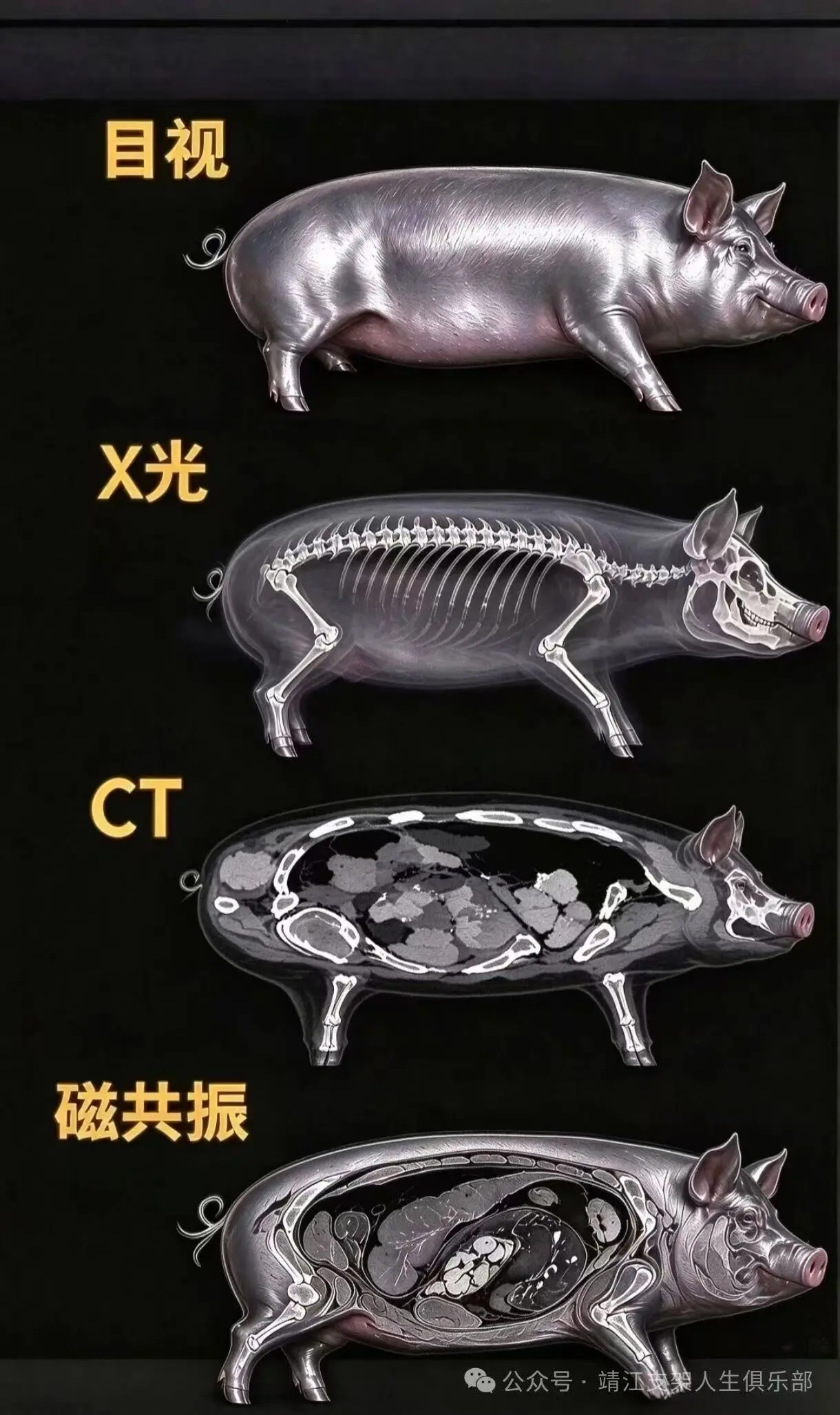 Four-panel conceptual pig illustration labelled in Chinese as naked-eye view, X-ray, CT and MRI